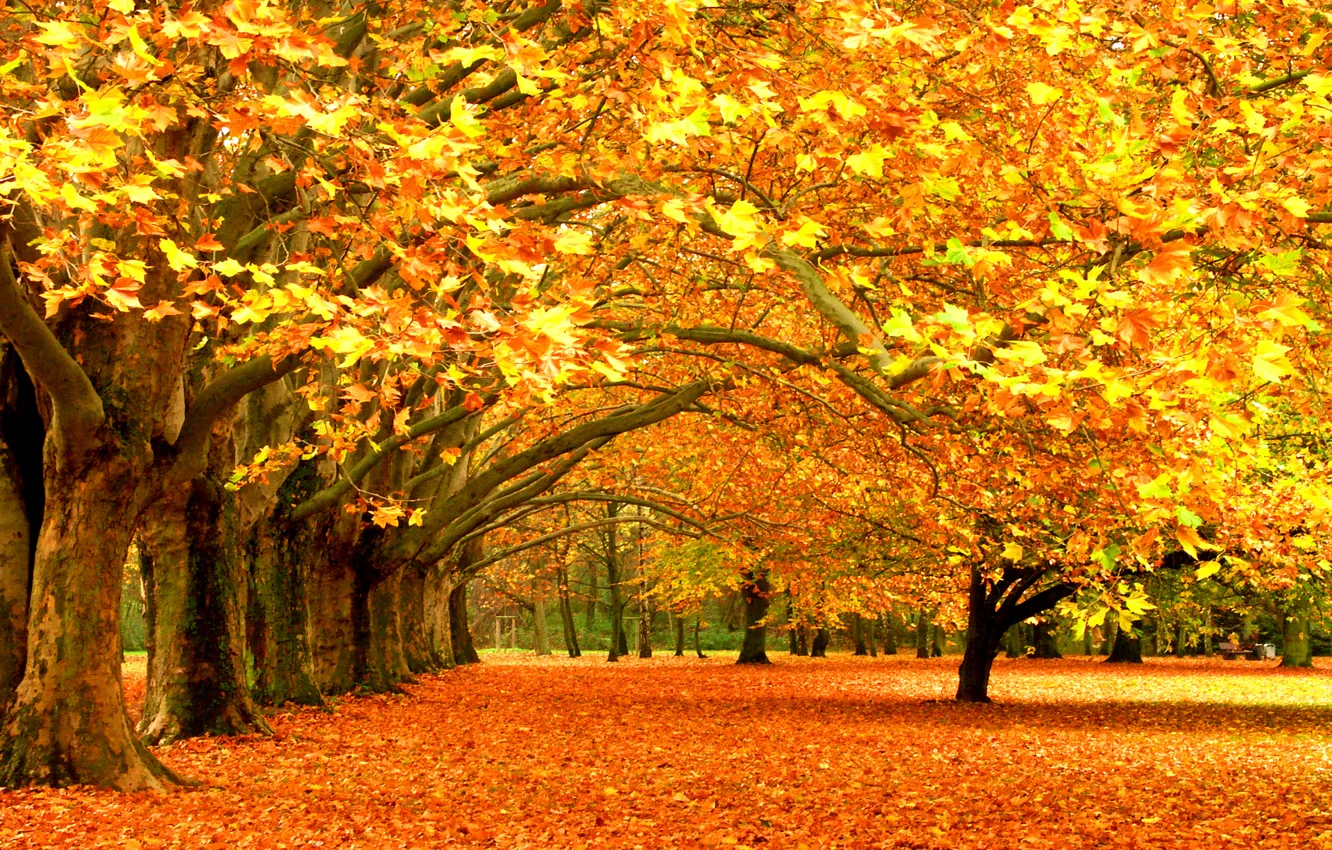 Photo wallpaper leaves, trees, Park, foliage, falling leaves, leaves, forest trees