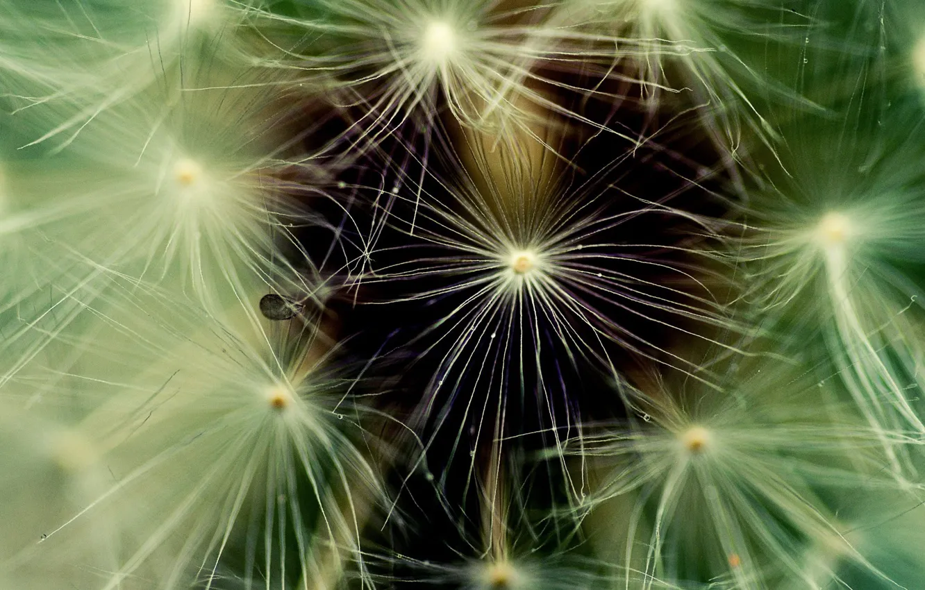 Photo wallpaper macro, dandelion, fluff