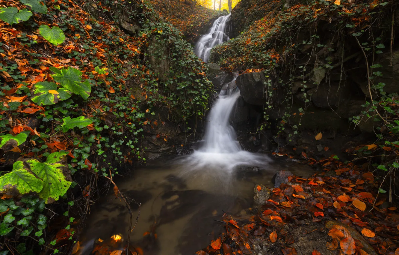 Photo wallpaper autumn, leaves, stones, waterfall, falling leaves, vines, autumn