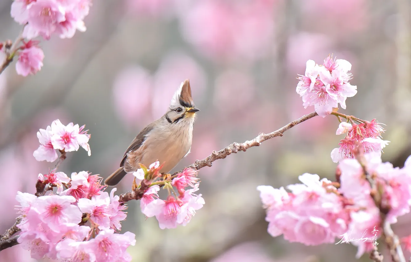 Photo wallpaper branches, Sakura, tit, crest