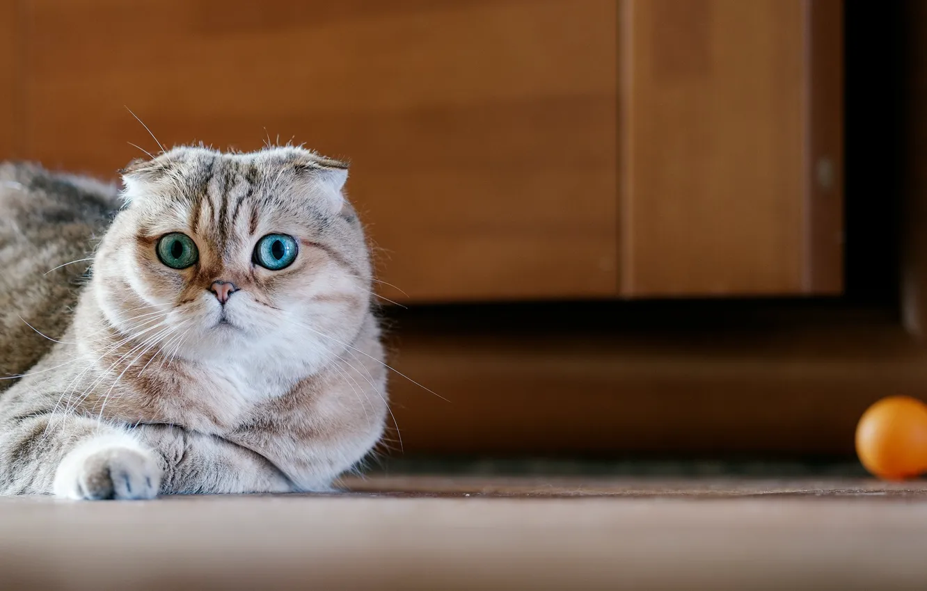 Photo wallpaper eyes, cat, fold, Scottish