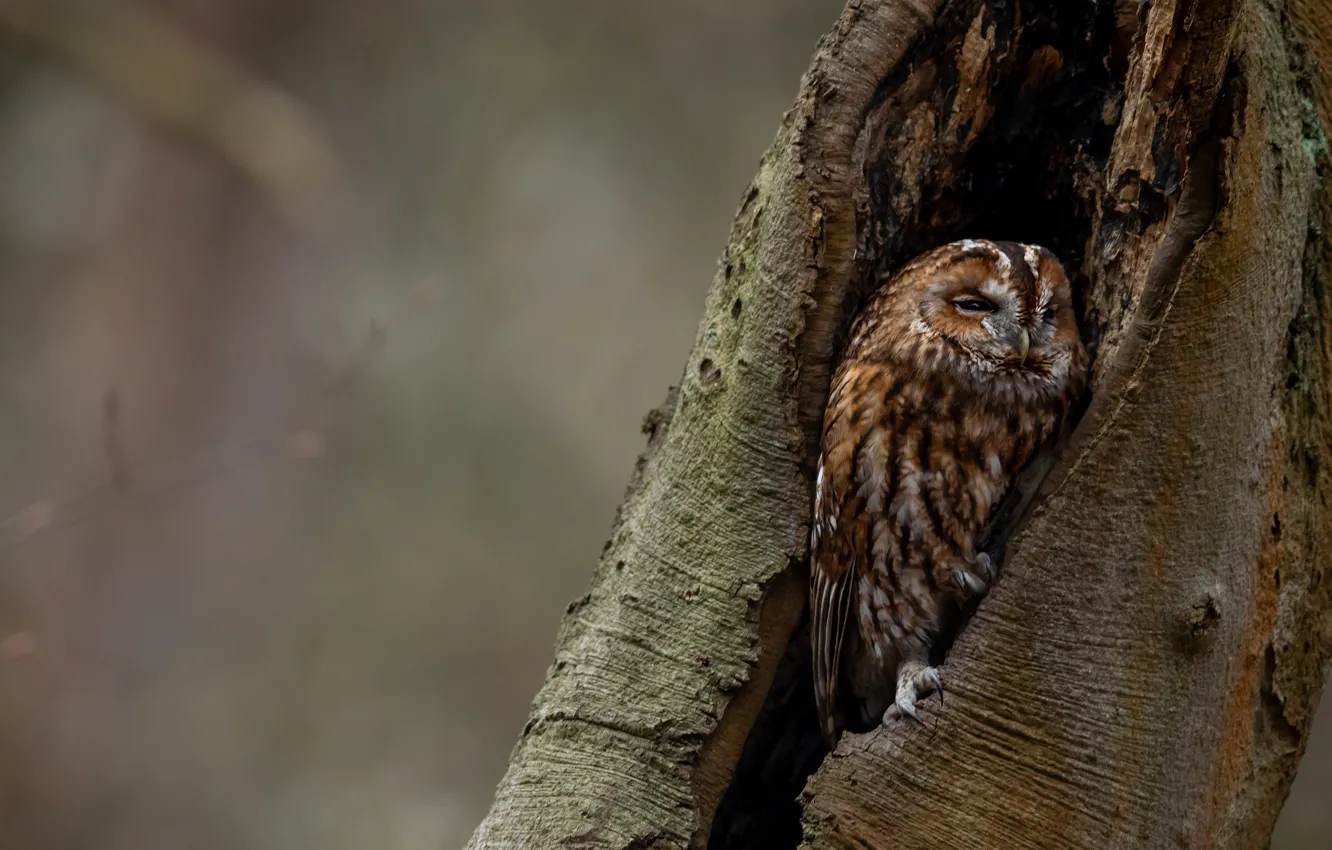 Photo wallpaper trees, background, owl, bird, the hollow, ruffled