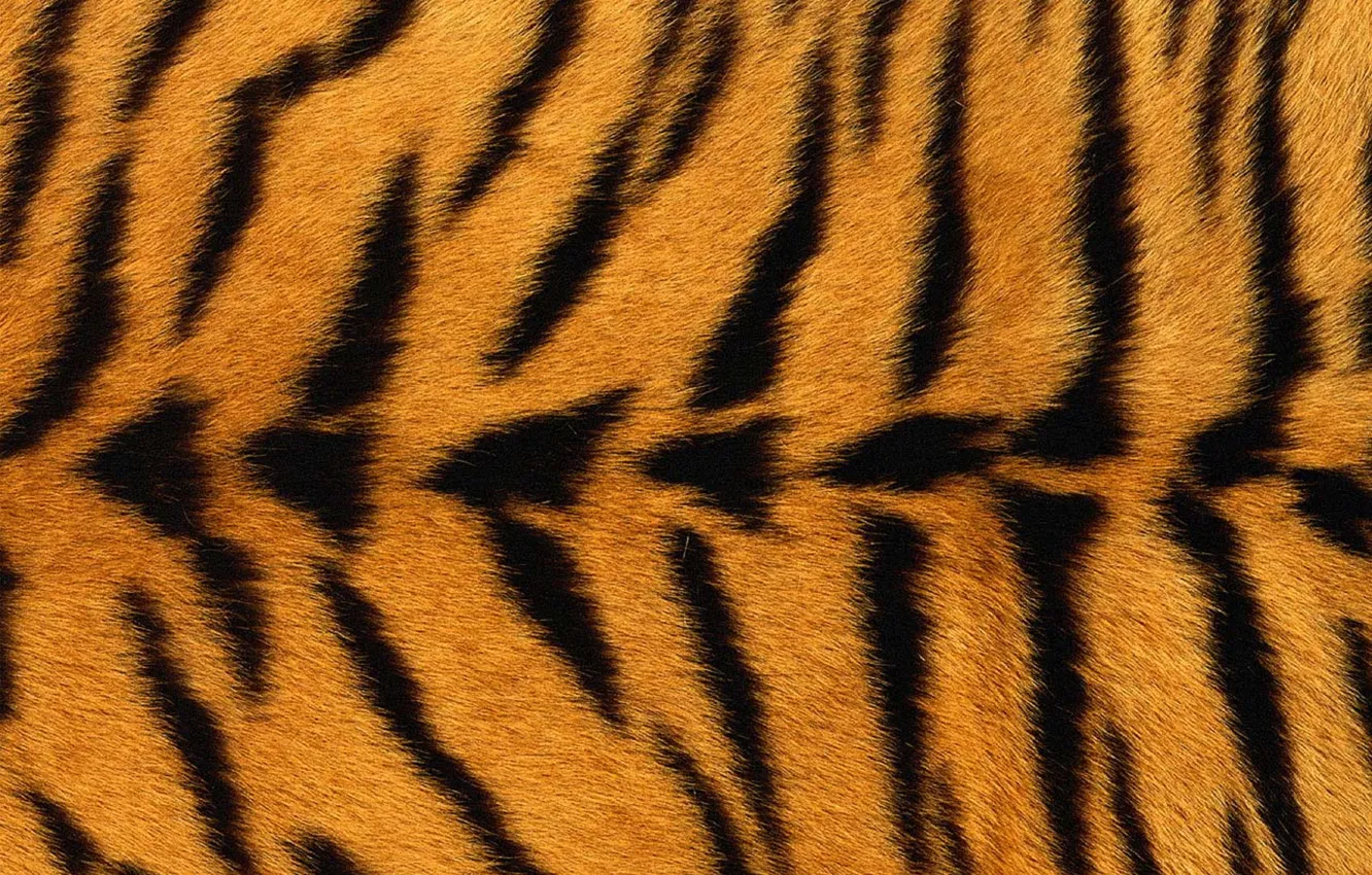 Photo wallpaper tiger, texture, fur, black stripes, yellow background