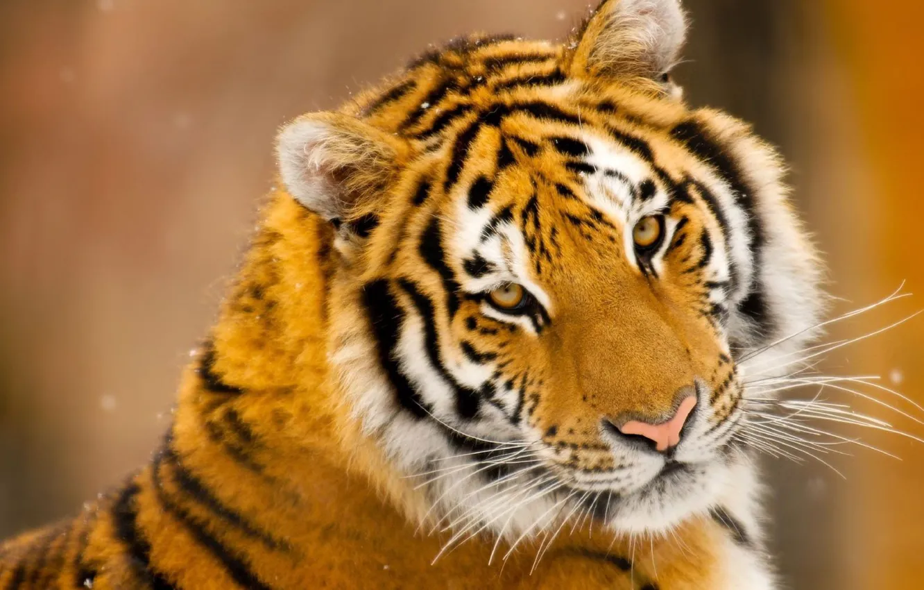 Photo wallpaper mustache, snow, tiger