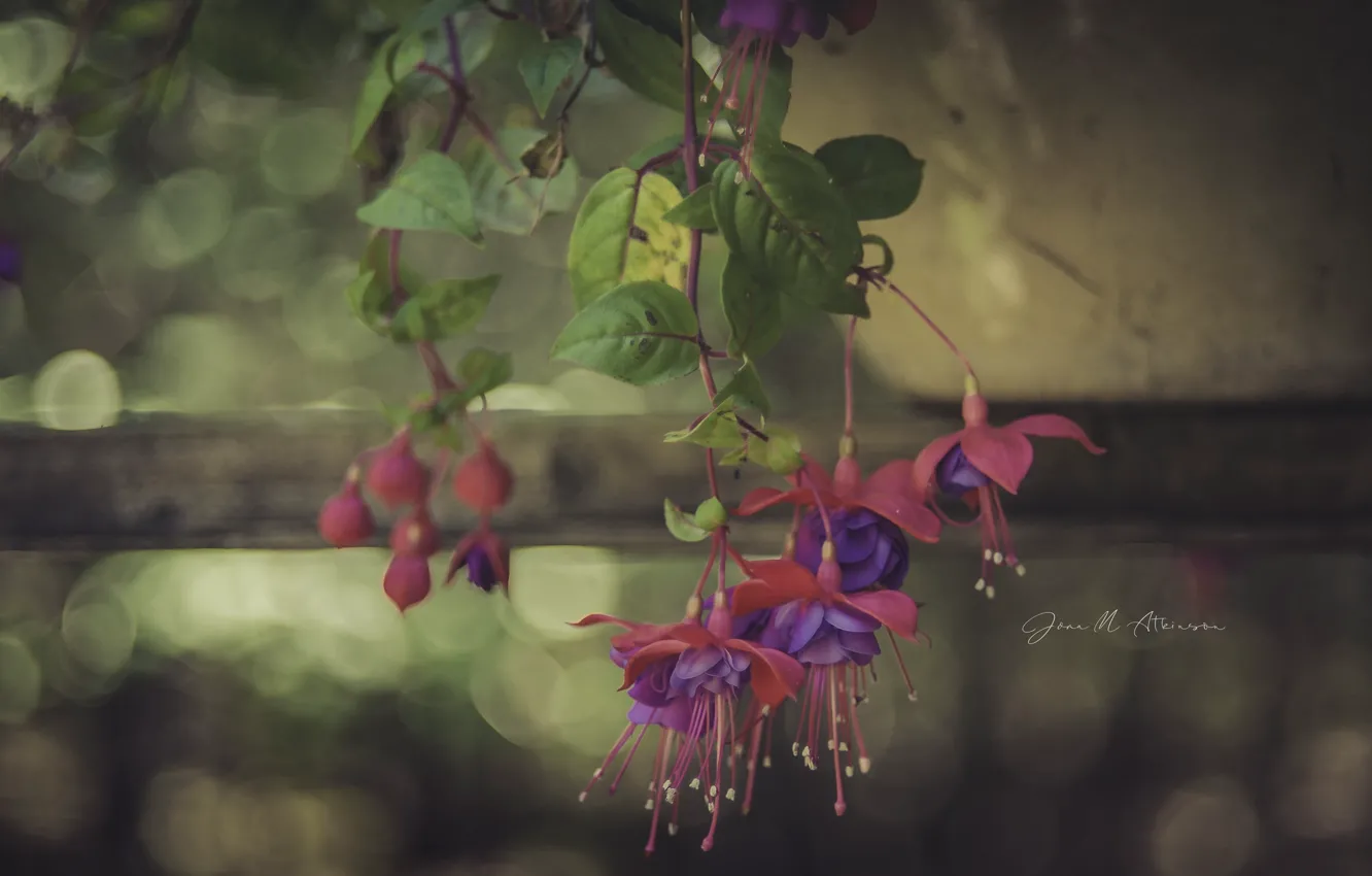 Photo wallpaper flowers, the fence, fuchsia
