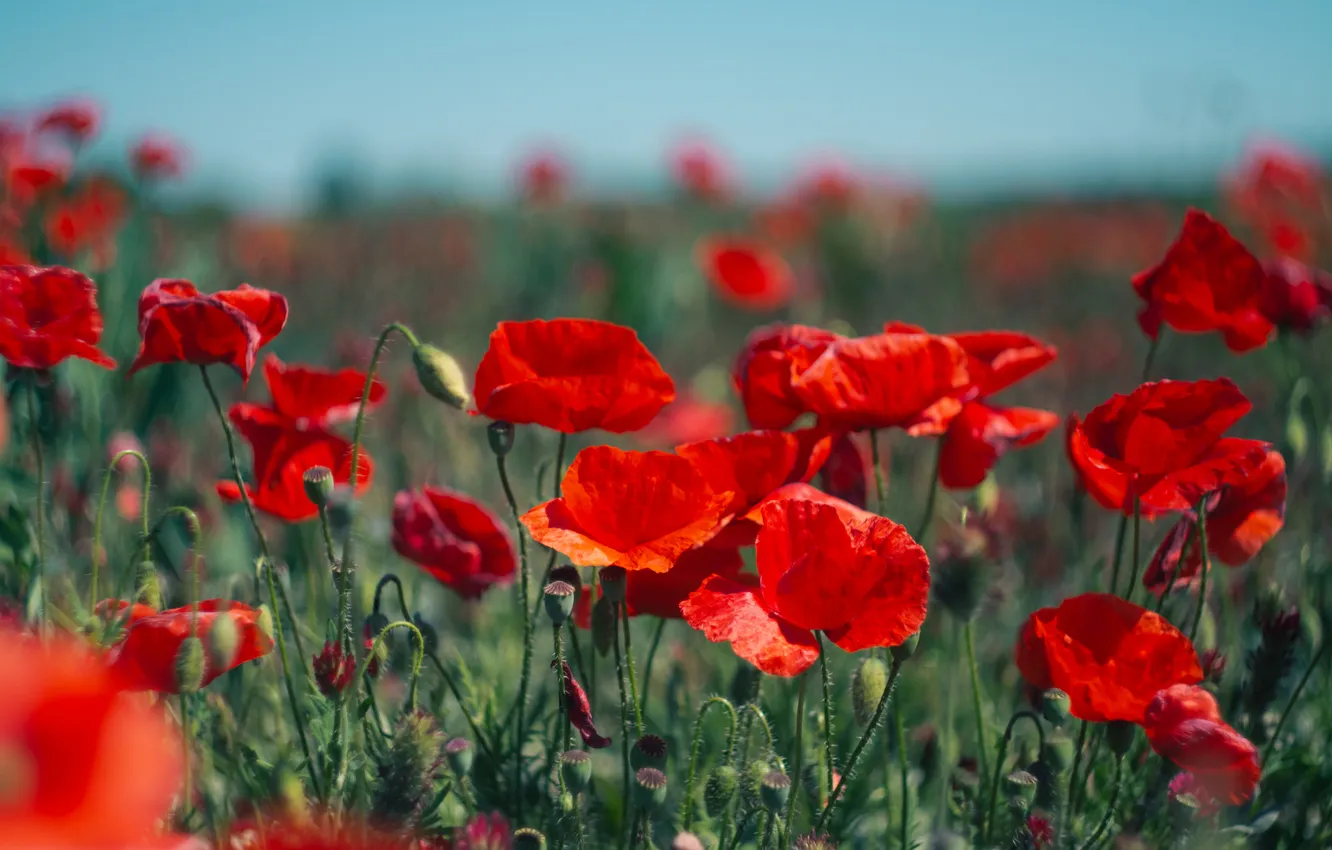 Photo wallpaper summer, the sky, flowers, red, bright, Maki, meadow, bokeh