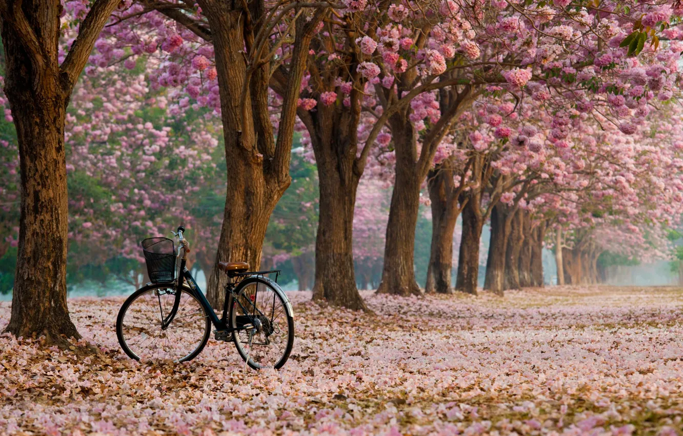 Photo wallpaper bike, alley, flowering