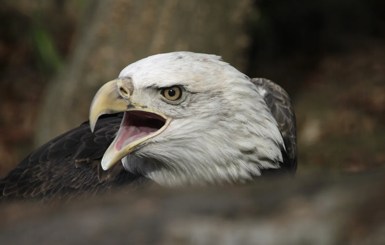 Photo wallpaper bird, predator, bald eagle