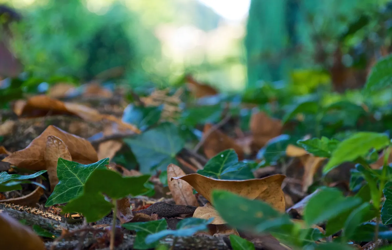 Photo wallpaper greens, macro, glare, earth, blur, leaves