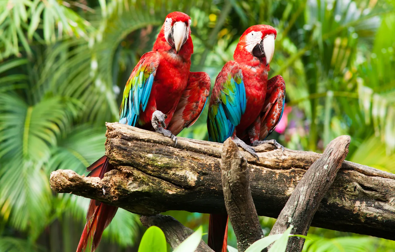 Photo wallpaper bird, parrot, birds, Ara, Parrots