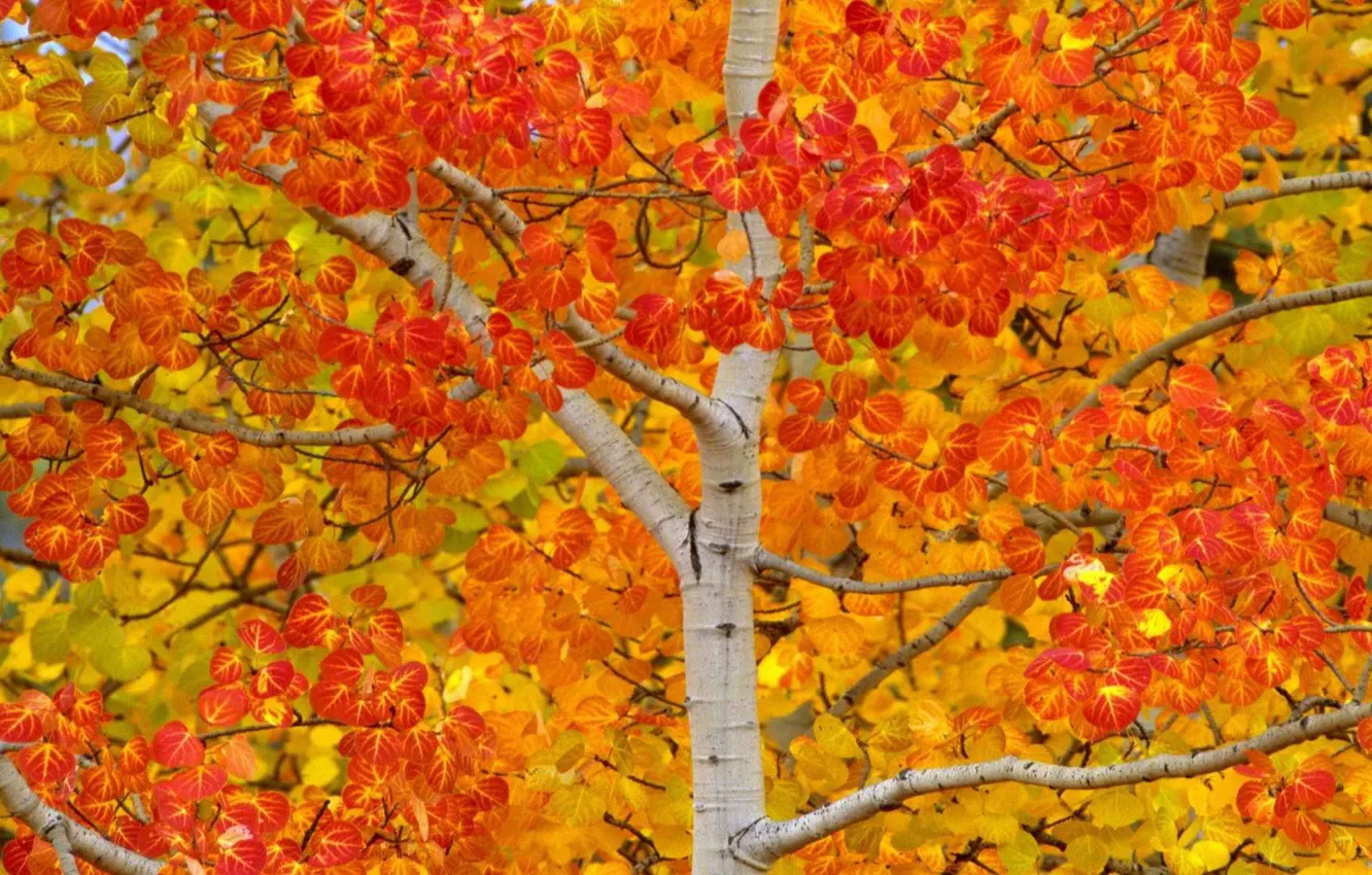 Photo wallpaper autumn, leaves, tree, USA, aspen, Aspen