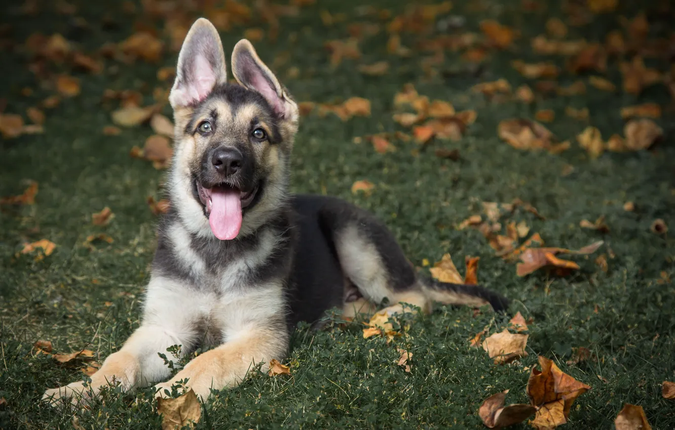 Photo wallpaper Dog, German Shepherd, fosterling