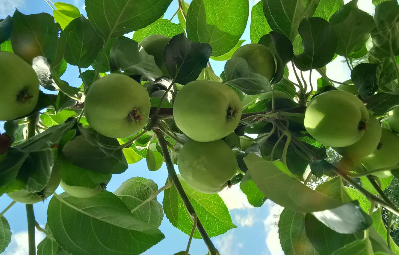 Photo wallpaper green, Ranetki, apples