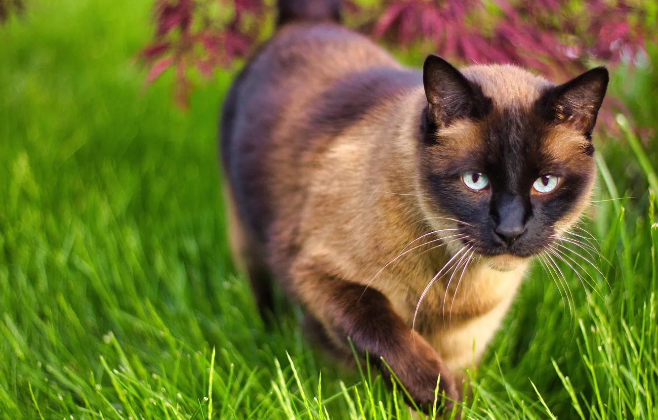 Photo wallpaper cat, grass, cat, look, walk, face, Siamese