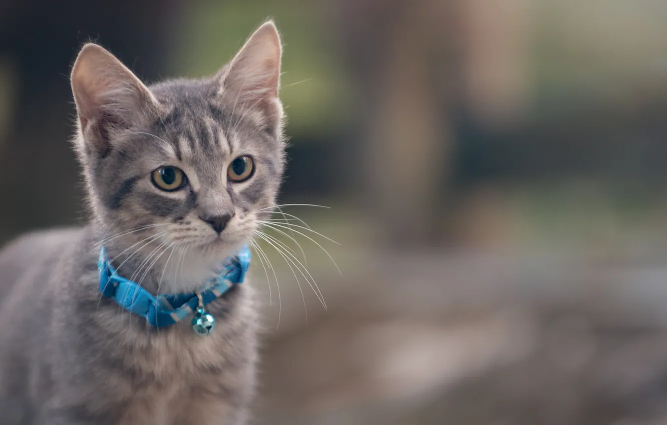 Photo wallpaper cat, cat, grey, collar, kitty