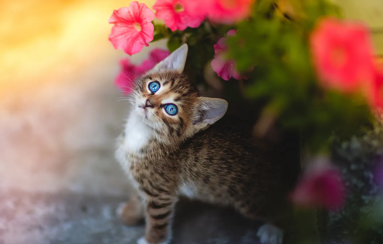 Photo wallpaper look, flowers, baby, muzzle, kitty, Petunia, blue eyes