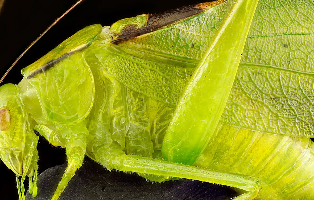 Photo wallpaper wings, head, insect, grasshopper green