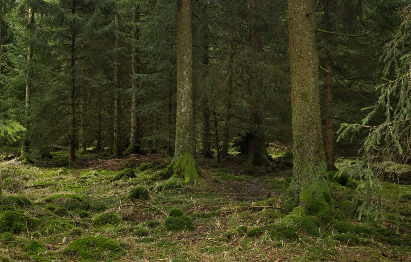 Photo wallpaper forest, trees, nature, moss, Germany, Lower Saxony