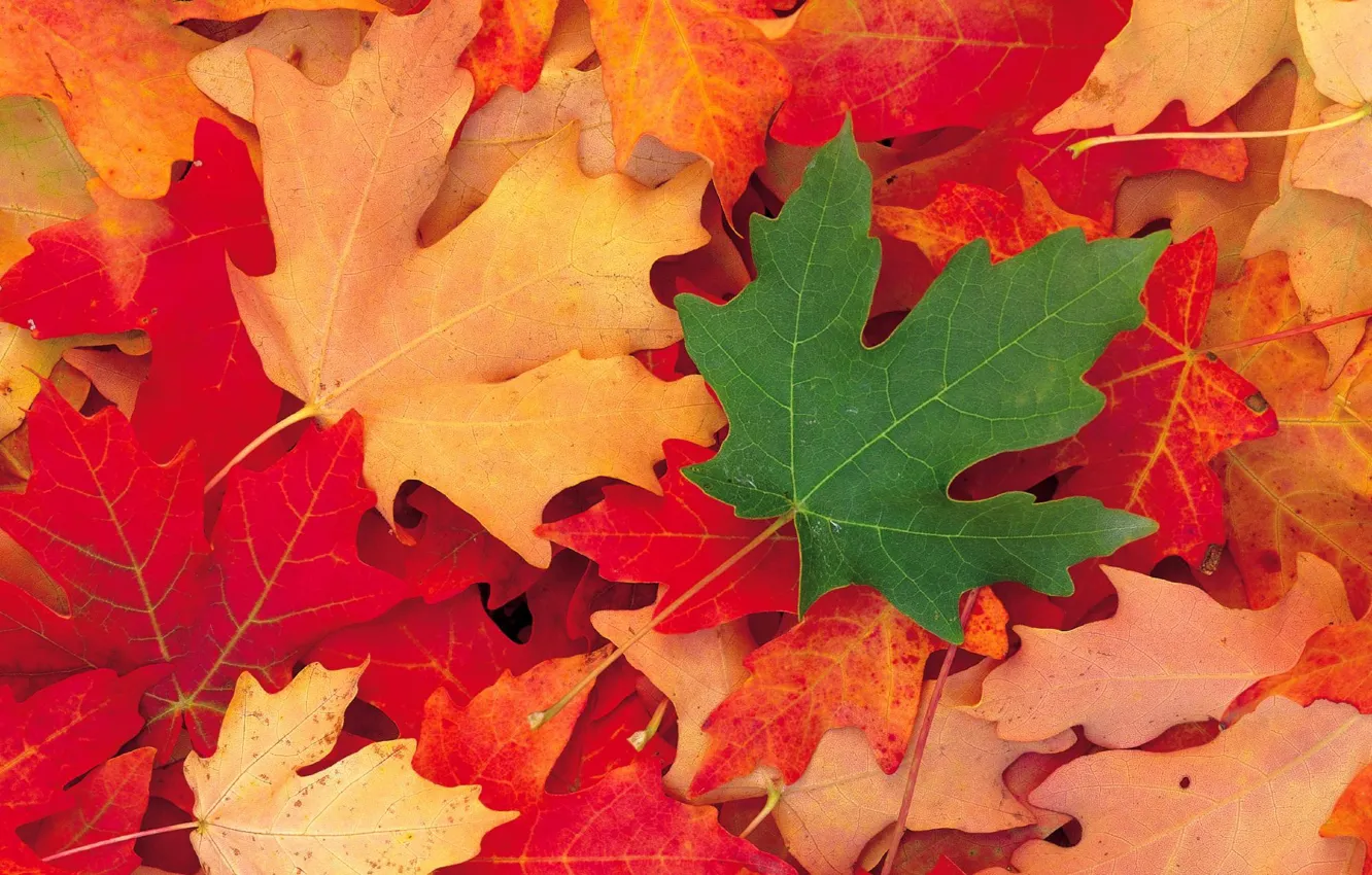 Photo wallpaper autumn, leaves, maple