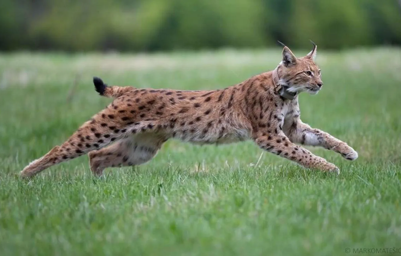 Photo wallpaper animal, big cat, .Lynx in a jump