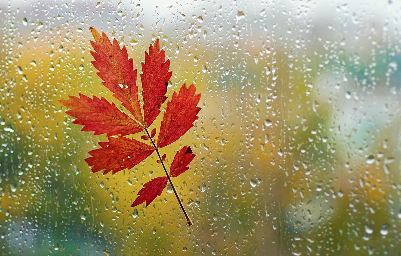 Photo wallpaper autumn, glass, drops, macro, sheet, rain, window