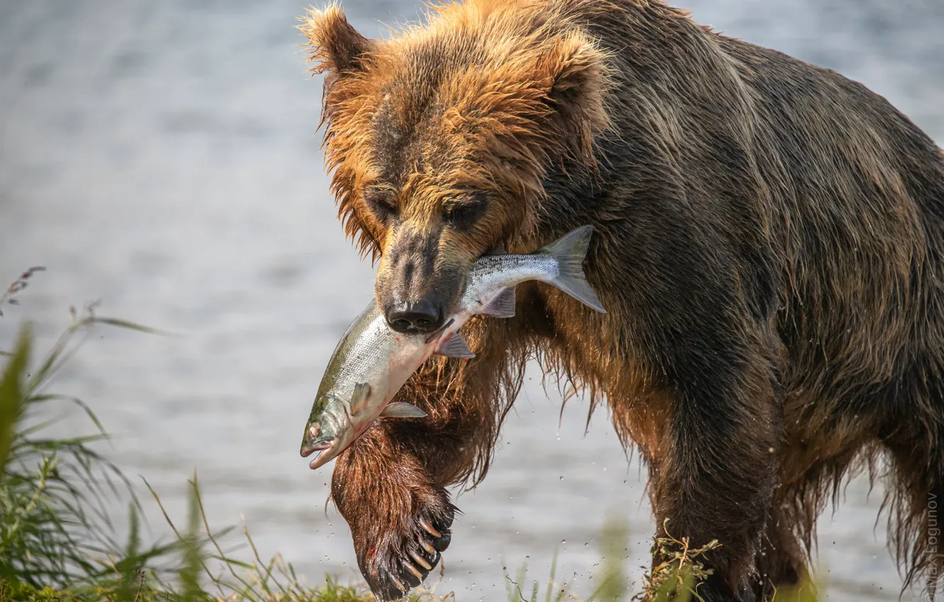 Photo wallpaper fish, bear, Kamchatka, mining, salmon, catch, Maxim Logunov