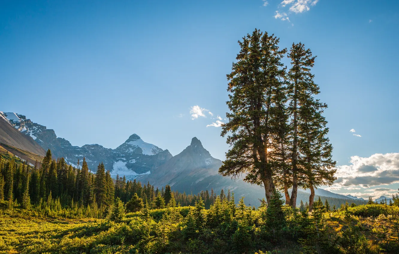 Photo wallpaper grass, sky, trees, landscape, nature, mountains, clouds, snow