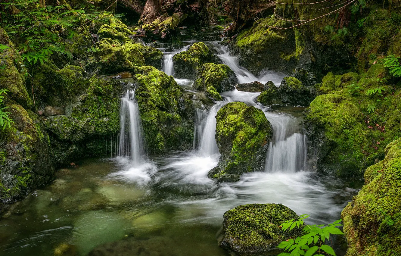 Photo wallpaper stream, stones, waterfall, moss, Canada, river, Canada, British Columbia