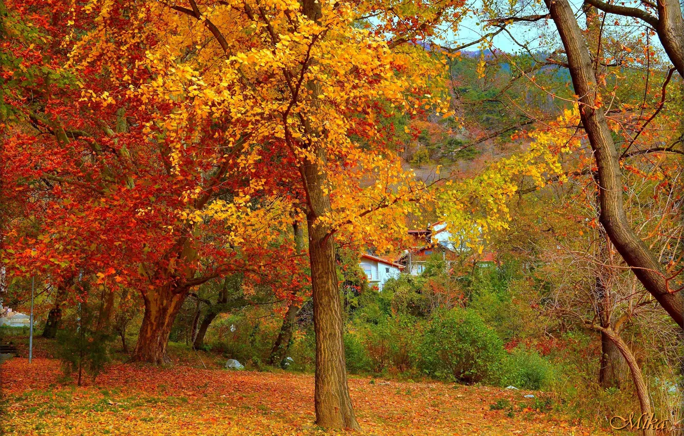 Photo wallpaper Autumn, Trees, Park, Fall, Foliage, Autumn, Trees, Leaves