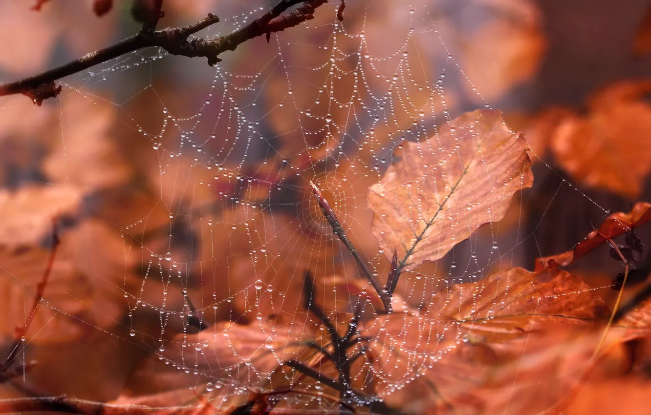 Photo wallpaper drops, web, very