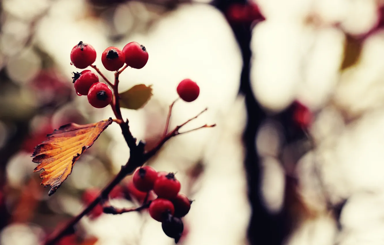 Photo wallpaper autumn, color, macro, nature, berries, photo, background, Wallpaper
