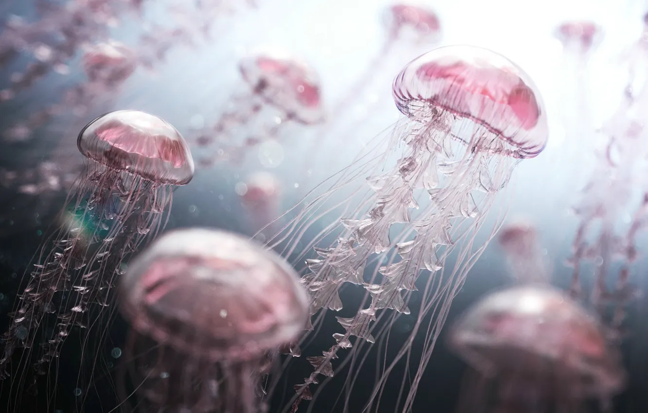 Photo wallpaper light, underwater world, Pink jellyfish