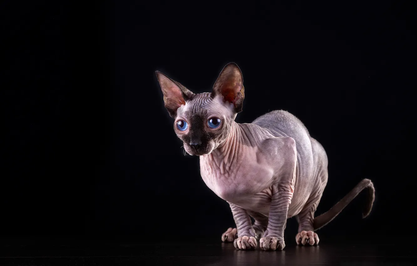 Photo wallpaper cat, cat, blue eyes, black background, Sphinx