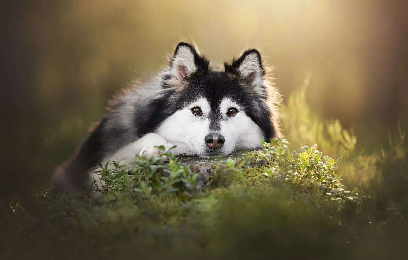 Photo wallpaper grass, look, face, stump, dog