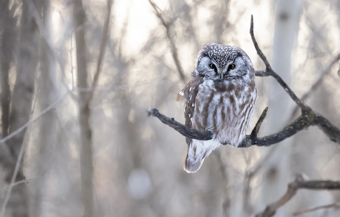 Photo wallpaper forest, look, light, trees, branches, owl, bird, light background