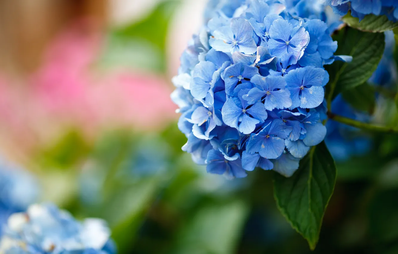 Photo wallpaper leaves, flowers, background, blue, bokeh, hydrangea