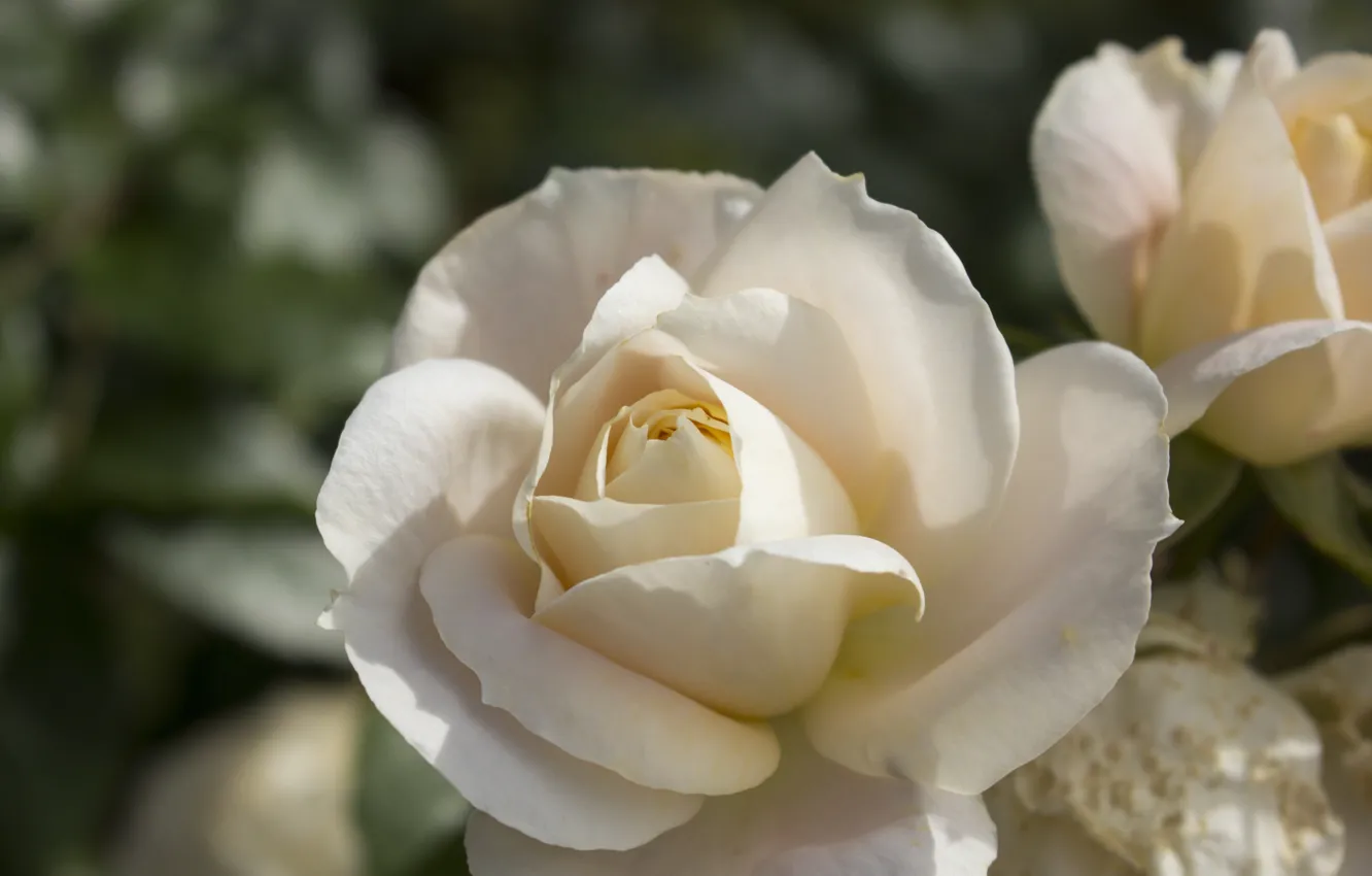 Photo wallpaper macro, flowers, roses, white