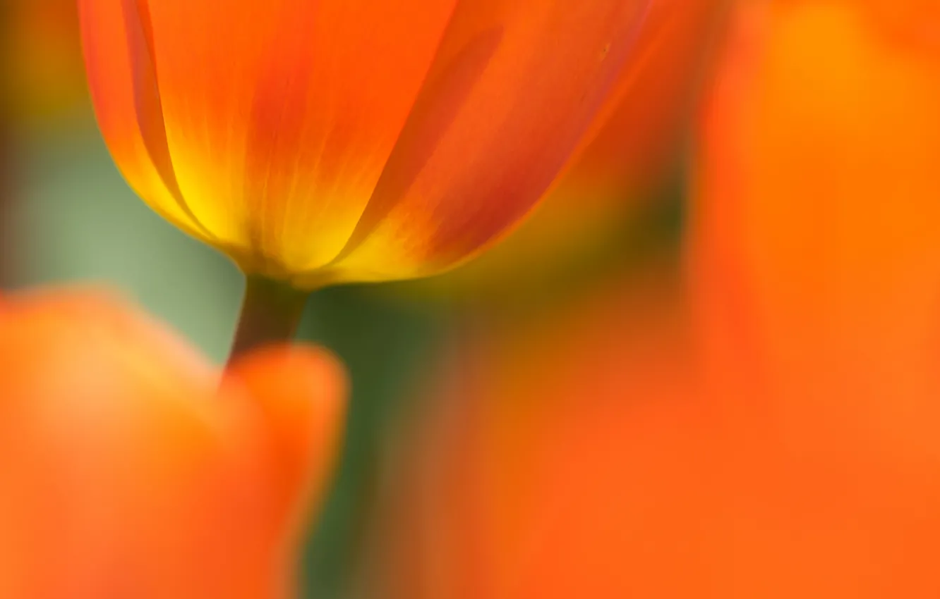 Photo wallpaper flowers, background, spring, petals, tulips