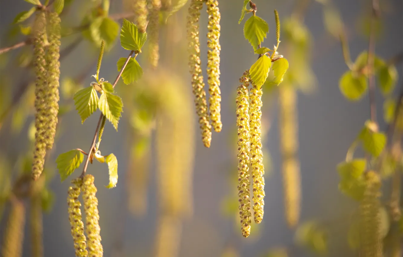 Photo wallpaper leaves, light, branches, spring, birch, flowering, earrings, bokeh