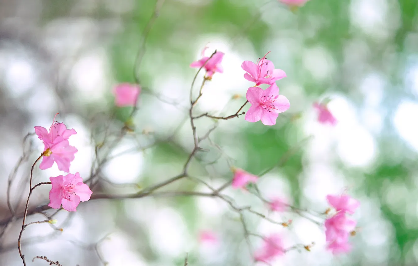 Photo wallpaper macro, flowers, nature, photo, branch, spring, petals, blur