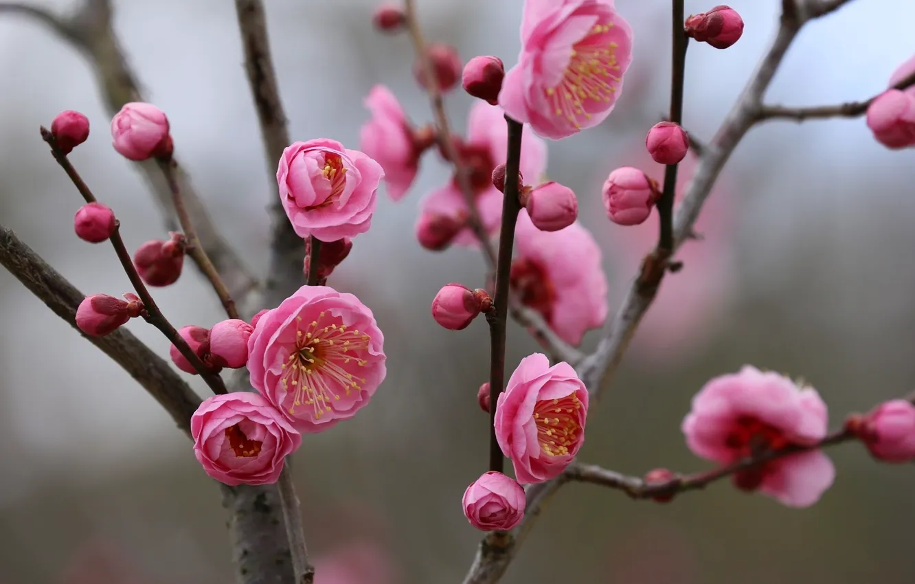 Photo wallpaper branches, grey background, flowering