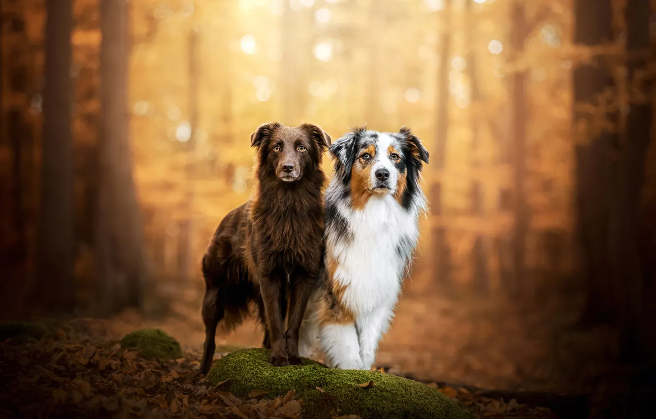 Photo wallpaper autumn, forest, dogs, look, light, trees, nature, pose