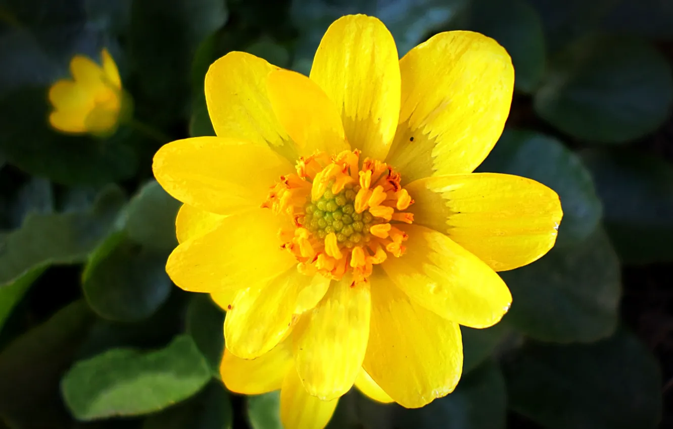 Photo wallpaper flowers, spring, April