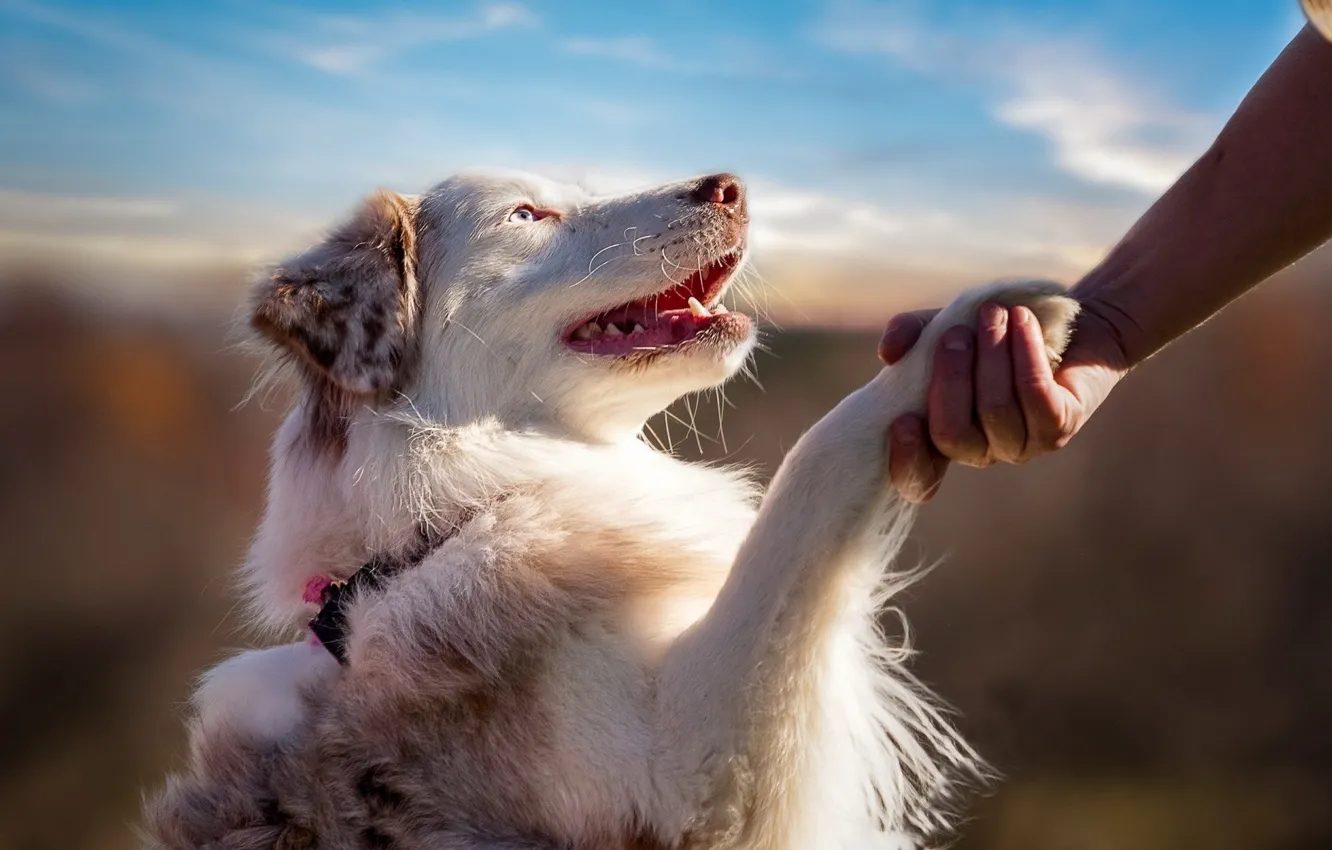 Photo wallpaper dog, blue eyes, animal, friendship, hand, feeling, fur, ears