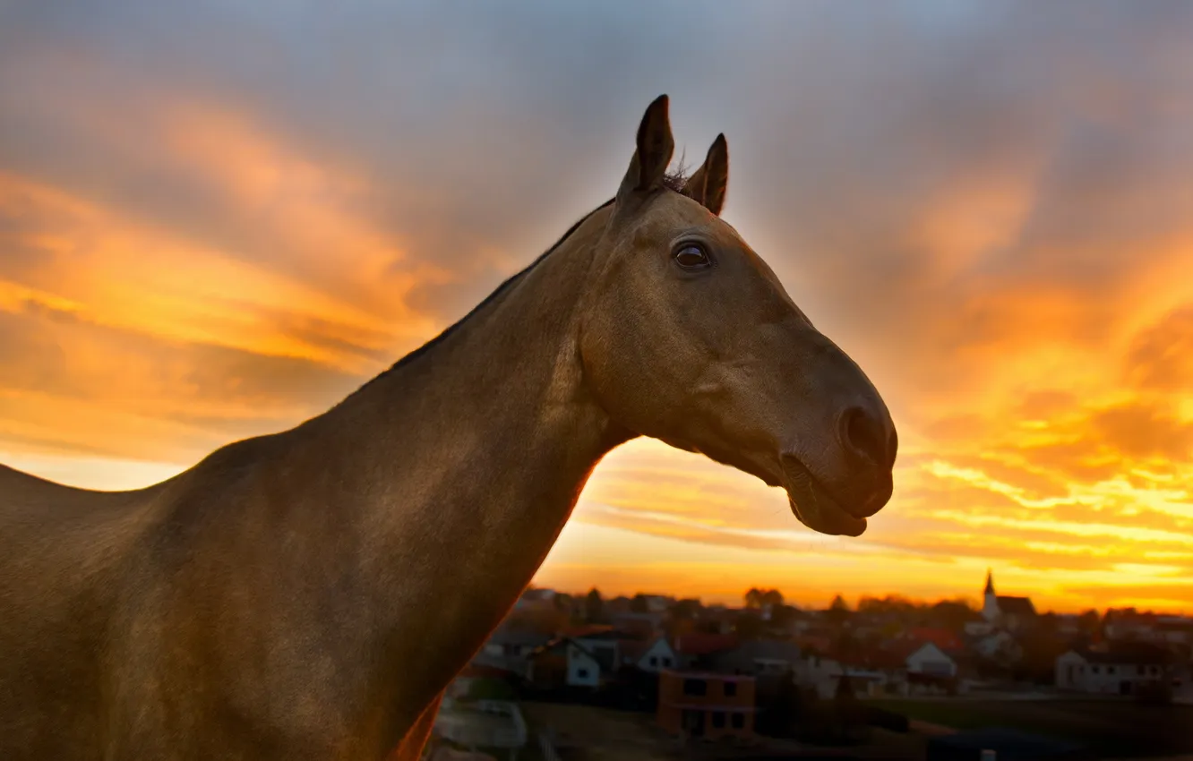 Photo wallpaper sunset, nature, horse