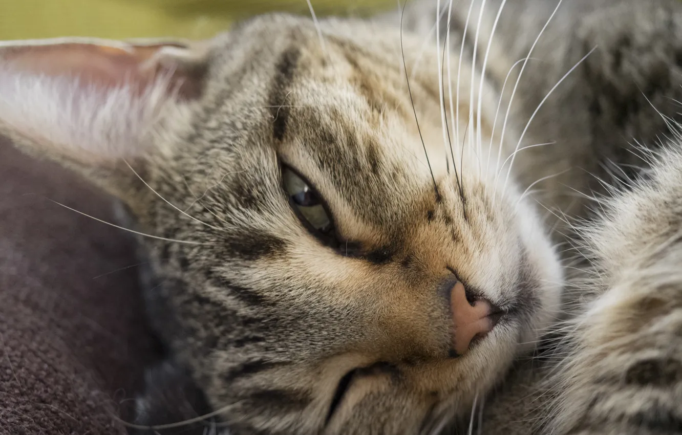 Photo wallpaper cat, mustache, face, muzzle, lying