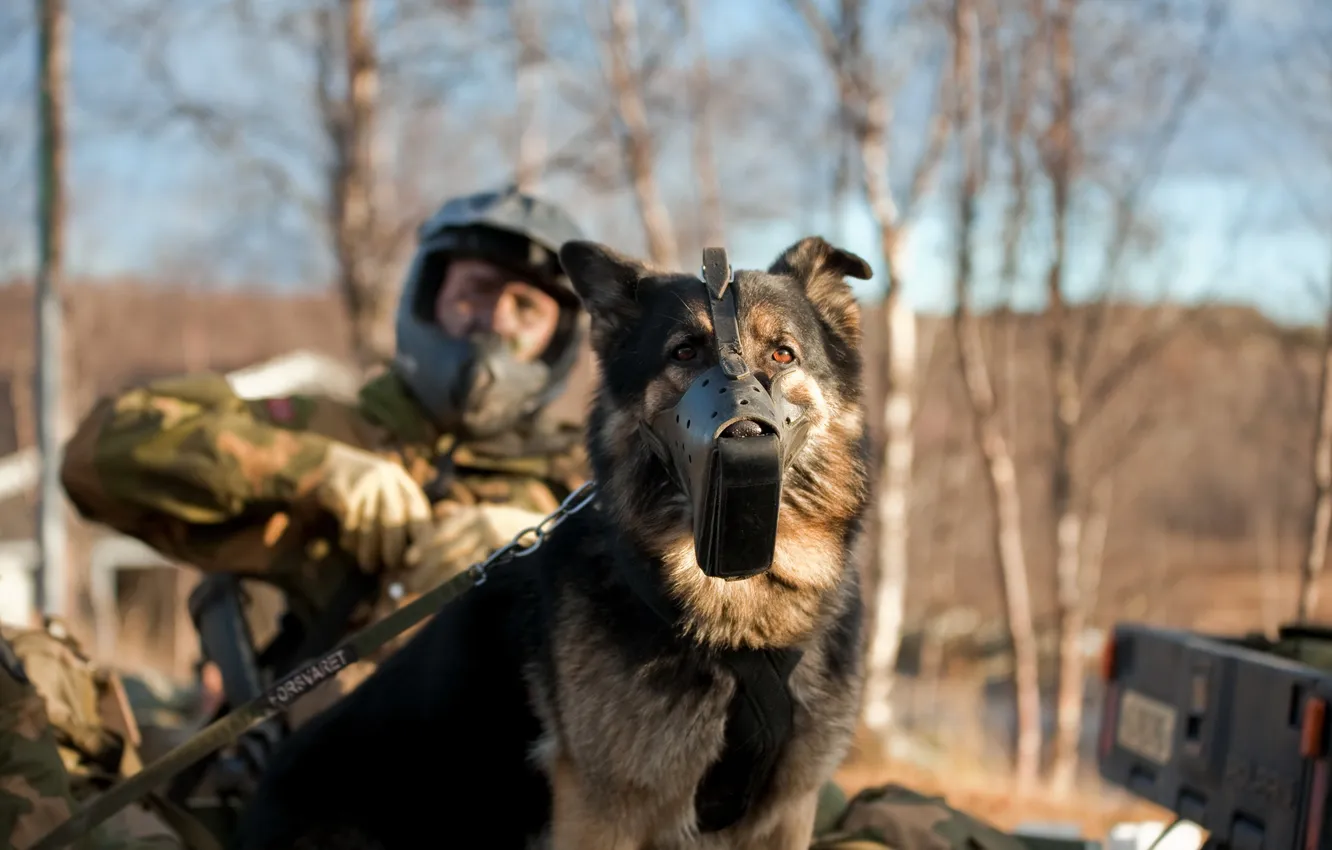 Photo wallpaper dog, army, soldiers