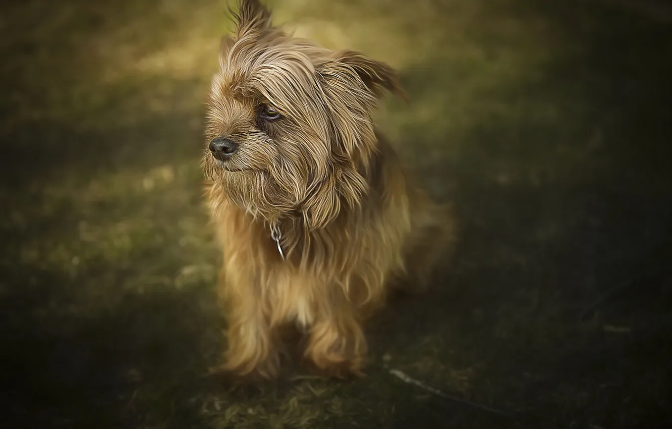 Photo wallpaper look, background, each, dog