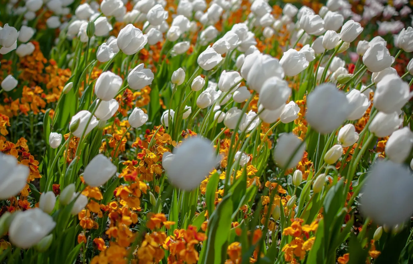 Photo wallpaper tulips, buds, flowerbed