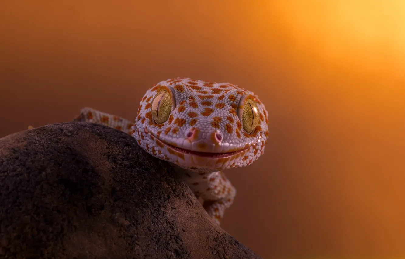 Photo wallpaper smile, interest, predator, lizard, hunting, Gecko, yellow, eyes